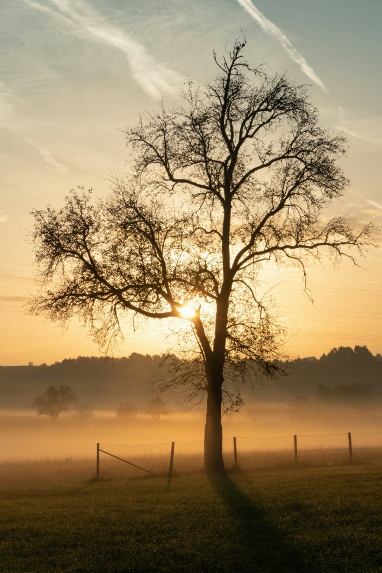 A lone tree in a misty field, lit by soft golden morning light